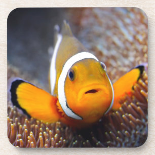 Tropical reef fish - Clownfish Coaster