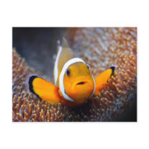 Tropical reef fish - Clownfish