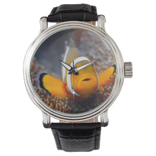 Tropical reef fish - Clownfish Watch