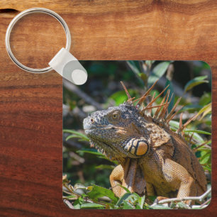 Tropical Reptile Wildlife, Iguana Keychain