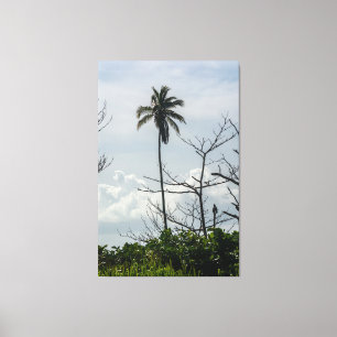 Tropical Resilience: Solitary Palm and Winter Silh Canvas Print