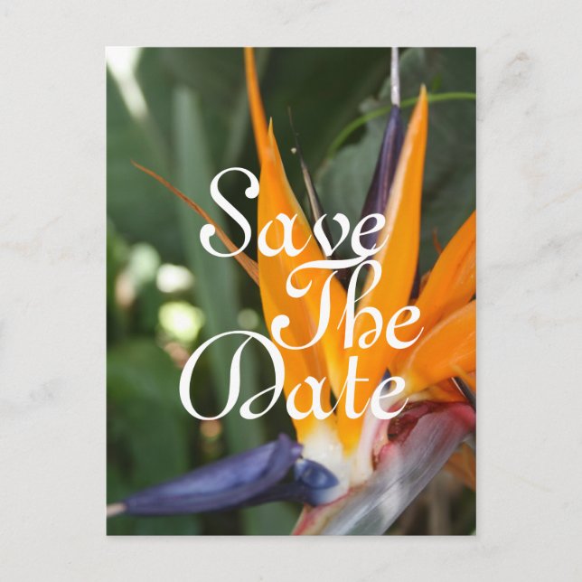Tropical Save the Date Postcards (Front)