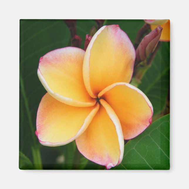 Tropical Senses Magnet (Front)