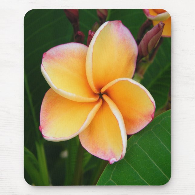 Tropical Senses Mouse Pad (Front)