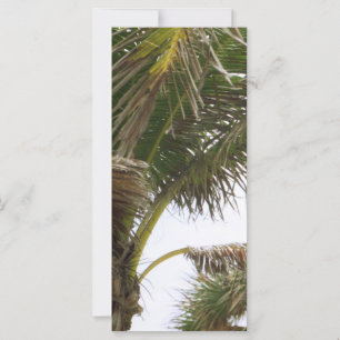 Tropical Splendour