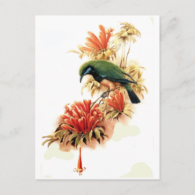 Tropical Splendour Postcard (Front)