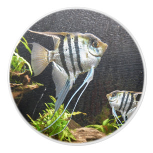 Tropical Striped Fish Ceramic Pull