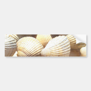 Tropical Sunny Exotic Sea Shells Bumper Sticker