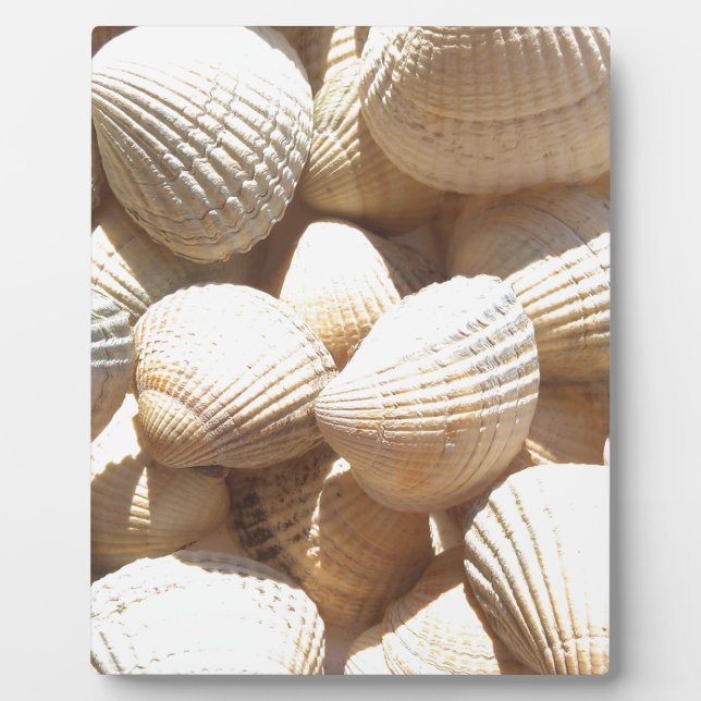 Tropical Sunny Exotic Sea Shells Plaque (Front)