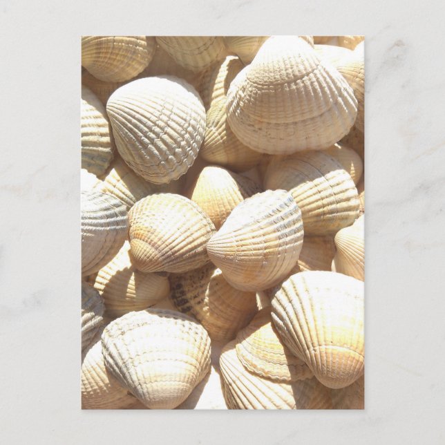 Tropical Sunny Exotic Sea Shells Postcard (Front)