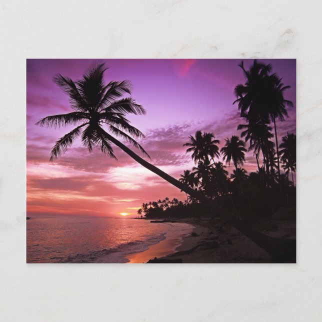Tropical Sunset Postcard (Front)