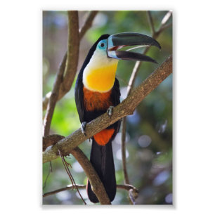 Tropical Toucan Design Photo Enlargement Print