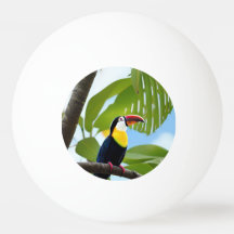 Tropical toucan in a tree