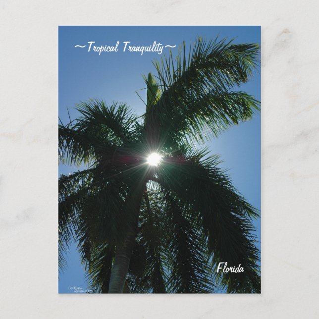 Tropical Tranquilité Floride Carte postale (Devant)