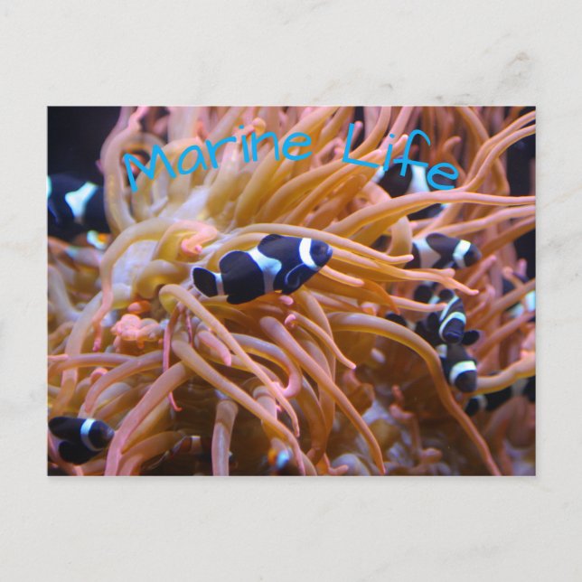 Tropical Undersea Clownfish Anemone Postcard (Front)