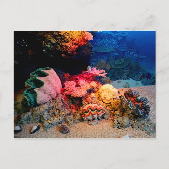 Tropical Undersea Coral Clam Seashells Postcard (Front)