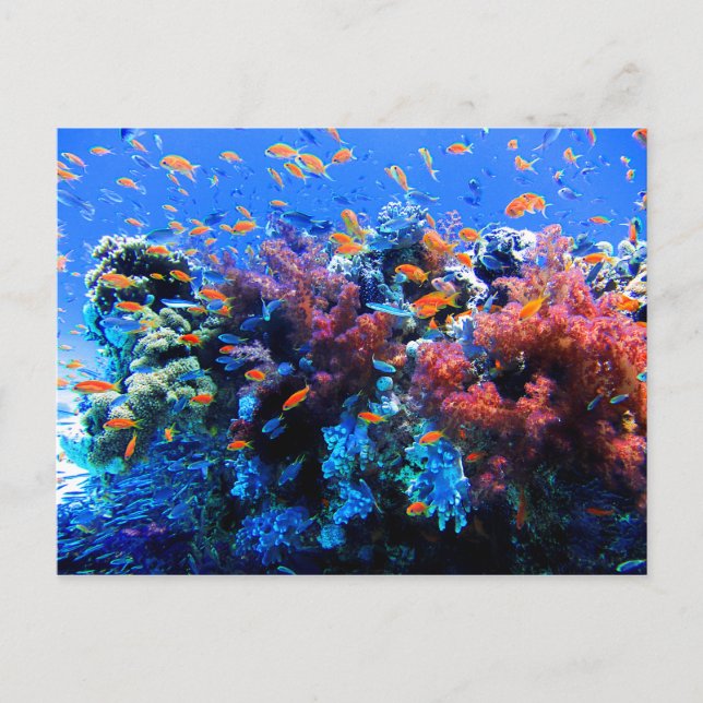 Tropical Underwater Ecosystem Postcard (Front)