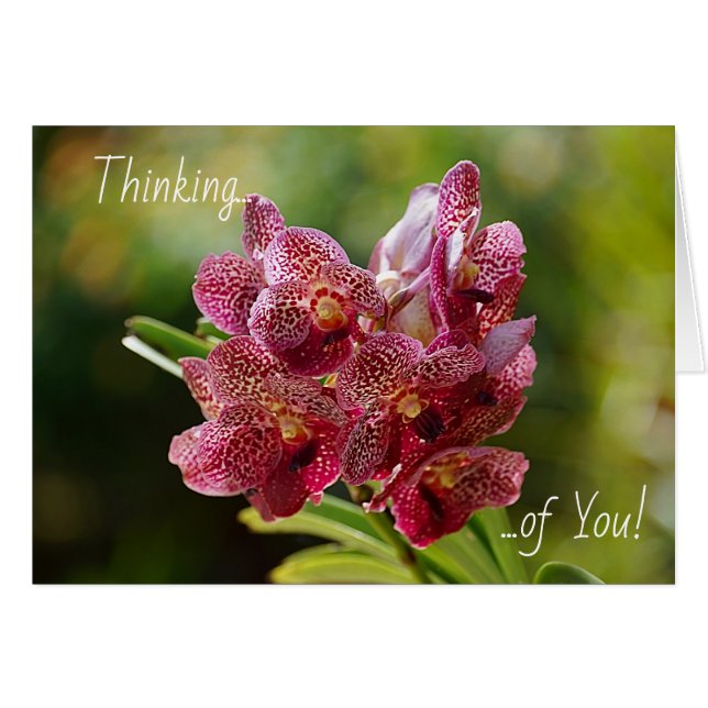 Tropical Vanda Orchid Cluster Card (Front Horizontal)