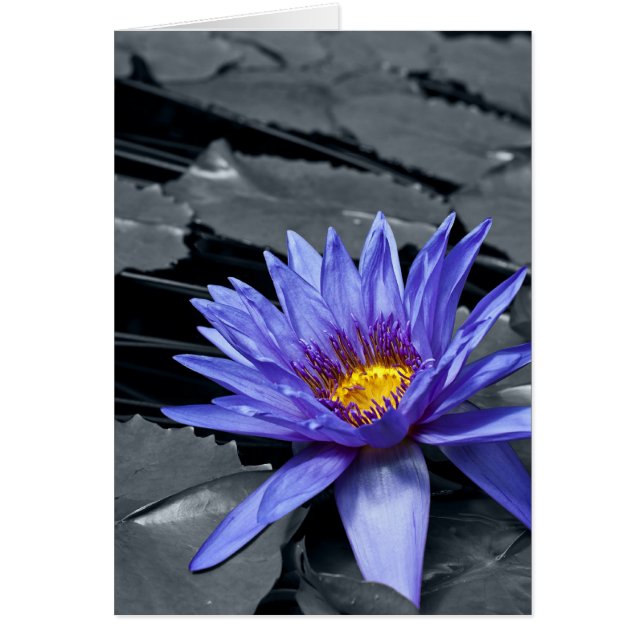 Tropical Waterlily Card (Front)