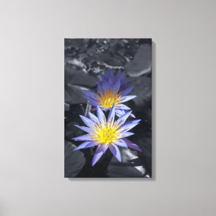 Tropical Waterlily Floral Botanical Design Canvas Print