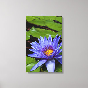 Tropical Waterlily Floral Botanical Design Canvas Print