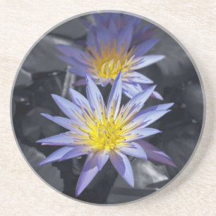 Tropical Waterlily Floral Botanical Design Coaster