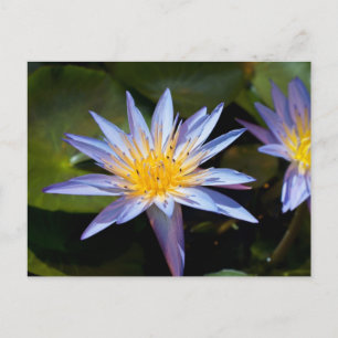 Tropical Waterlily Floral Botanical Design Postcard