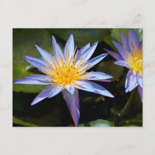 Tropical Waterlily Floral Botanical Design Postcard
