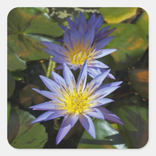 Tropical Waterlily Floral Botanical Design Square Sticker