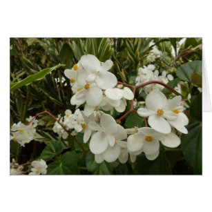 Tropical White Begonia Floral