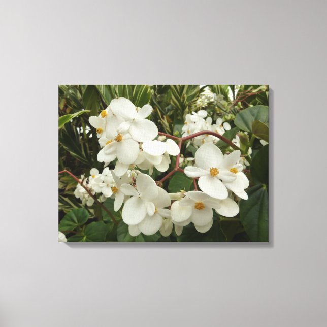 Tropical White Begonia Floral Canvas Print (Front)