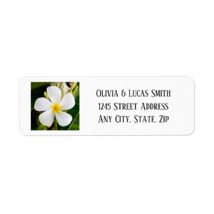 Tropical White Plumeria - New Beginnings - Wedding