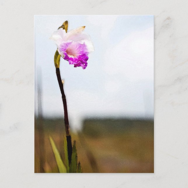 Tropical Wild Orchid Print Hawaii Postcard (Front)