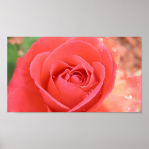 tropicana_rose-1920x1080 TROPICANA ROSE PINK BEAUT Poster