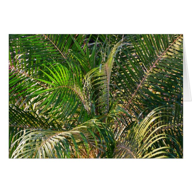 Tropique des contours de palmiers clairs du couche (Devant horizontal)