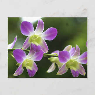 Trorpical Orchids Bloom Postcard