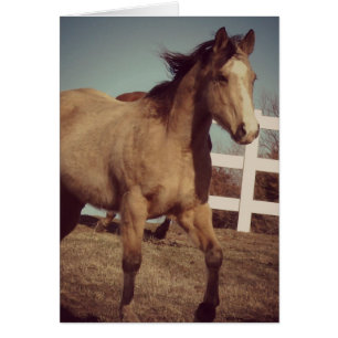 Trottes de Chevaux en peau de seau
