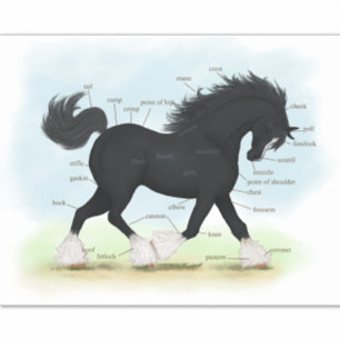 Trotting Black Shire Horse Equine Anatomy Chart