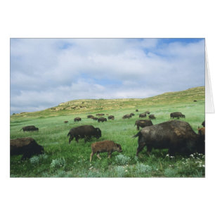 Troupeau de bisons broutant l'herbe de la prairie 