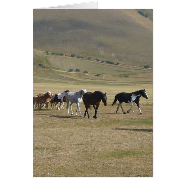 Troupeau de chevaux (Devant)