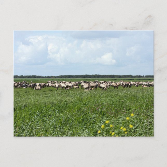troupeau de chevaux konik sauvages carte postale (Devant)