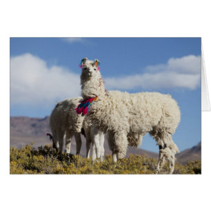 Troupeau de lamas décorés dans la Puna, montagnes