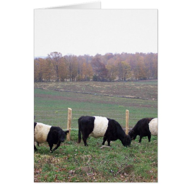 Troupeau de vache de Beltie à l'automne (Devant)