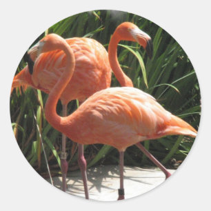 Troupeau des autocollants de Flamants roses