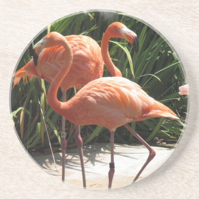 Troupeau des dessous de verre de Flamants roses (Devant)
