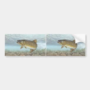 Trout, brook bumper sticker