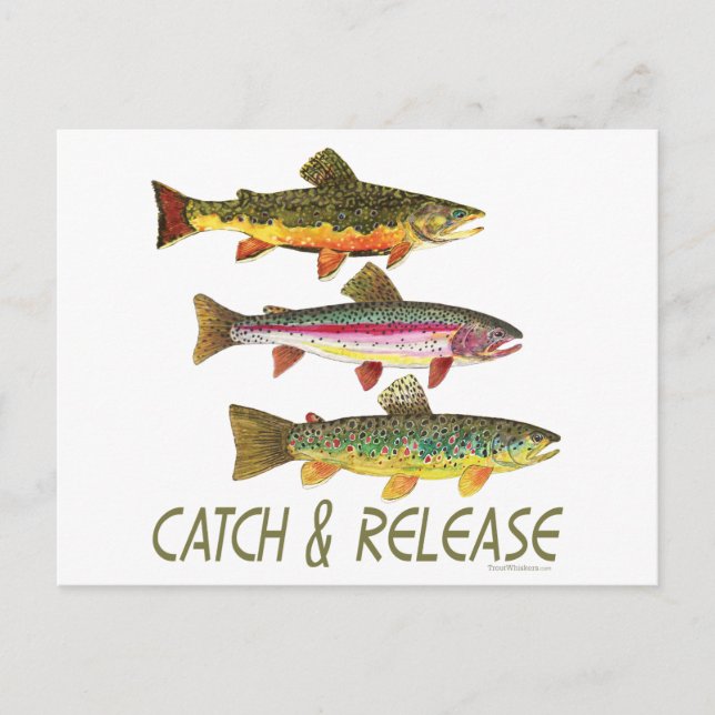 Trout Catch and Release Postcard (Front)