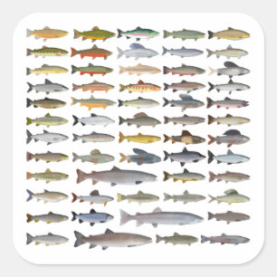 Trout, Char, Grayling, Hucho and Whitefish Group Square Sticker