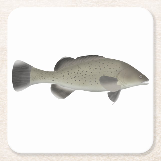 Trout Cod Square Paper Coaster (Front)
