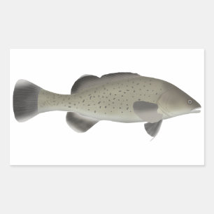 Trout Cod Sticker